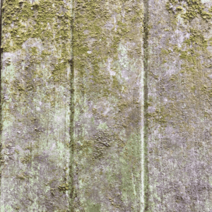 Mold Growth